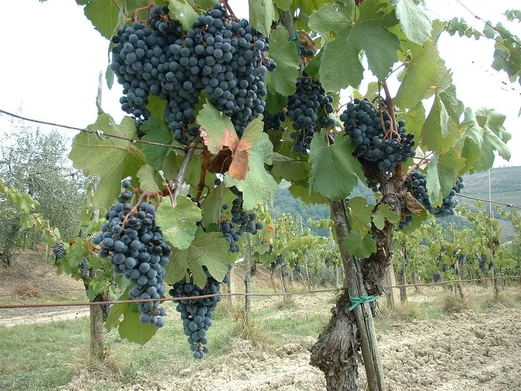Grapes ripe for harvest